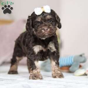 Lily, Cockapoo Puppy